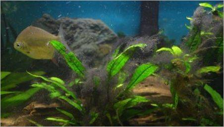 alge Neagră în acvariu: de ce apar și cum să se ocupe cu ei?