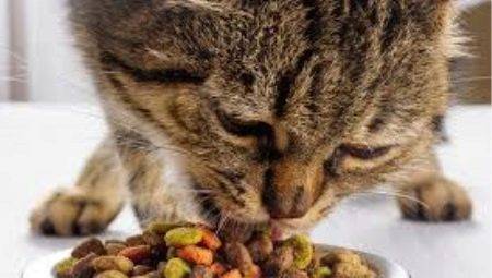 alimente dăunătoare sau nu uscată pentru pisici?