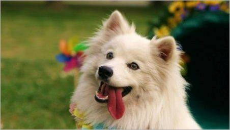 American Eskimo Spitz: caracteristici și subtilități de conținut