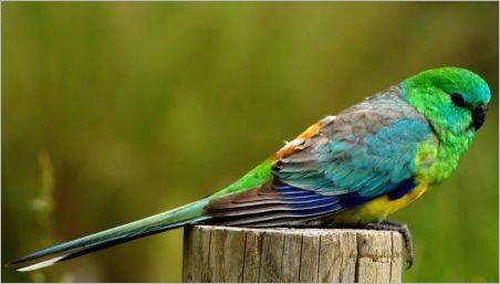 Cântând papagalii: descriere, reguli de conținut și reproducere
