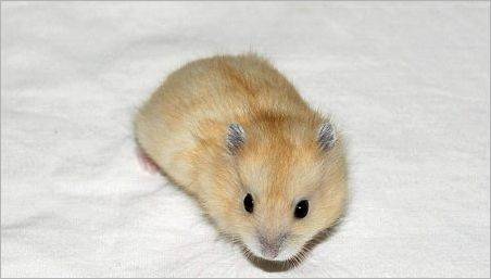 Caracteristici de reproducere a hamsteri jungiene