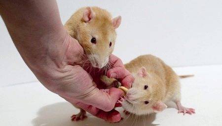Cât de mulți ani trăiesc șobolani și ceea ce depinde?