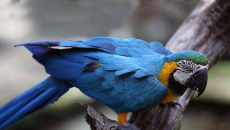 Câte papagal Ara live și ceea ce afectează speranța de viață?