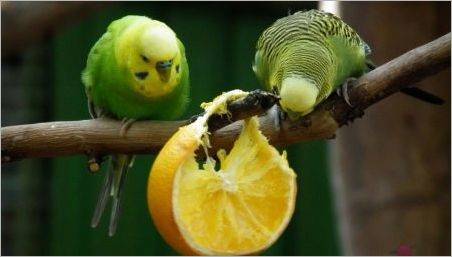 Ce fructe pot fi date la papagalul ondulat?