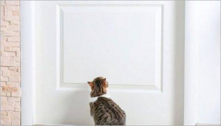 Ce se poate face pentru pisici nu usa de intrare de metil?