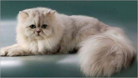 Chinchilla persană: Descrierea rasei și caracterului pisicilor