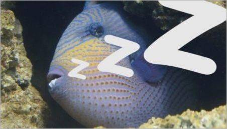 Cum pește în acvariu somn?