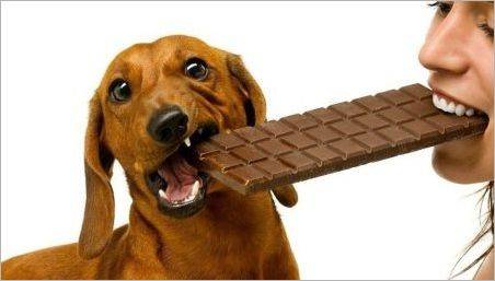 De ce câinii nu pot fi ciocolată?