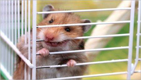 De ce Hamster nibblează o cușcă și cum să-l înțămiți?