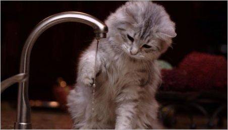 De ce pisicile frică de apă?