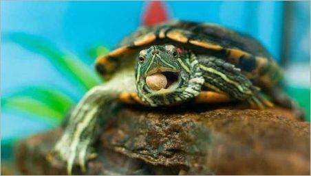 Decât hrănire o broască țestoasă puțin roșiatică la domiciliu?
