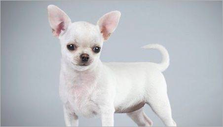 Descriere și alb Chihuahua