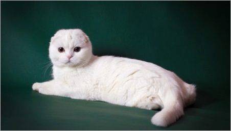 Descrierea și conținutul pisicilor albe scottish