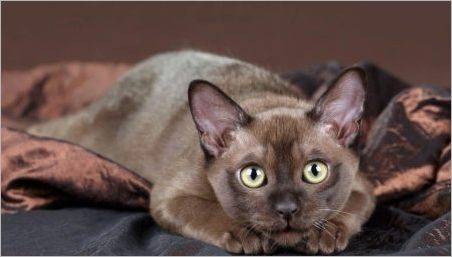 Descrierea rase de pisici de ciocolată și conținutul acestora