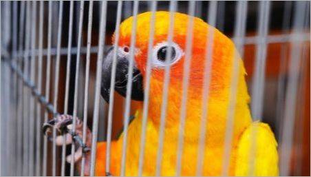 Efectuarea de celule pentru papagal cu propriile mâini