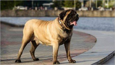 English Mastiff: Caracteristici și recomandări