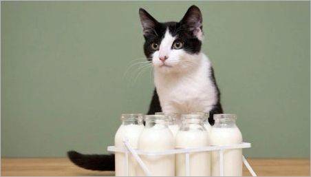 Este posibil cu pisici de lapte și există restricții care?