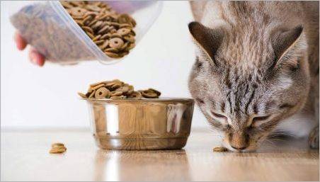 Este posibil pentru a da pisici mâncare pentru câini?