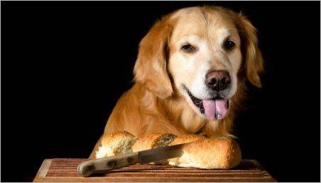 Este posibil să dea câini pâine și ce mai bună a hranei?