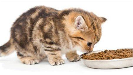 Este posibil să se hrănească pisica numai pentru hrana uscată sau să fie umedă?