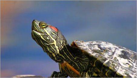 Este posibil să se păstreze o broască țestoasă roșiatică fără apă și cât timp?