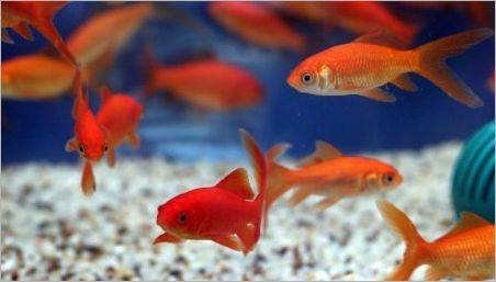FISH COMET: Tipuri și conținut în acvariu