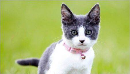 Gulere pentru pisici: specii, alegere și caracteristici de utilizare