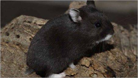 hamsteri negru: rase și caracteristicile lor