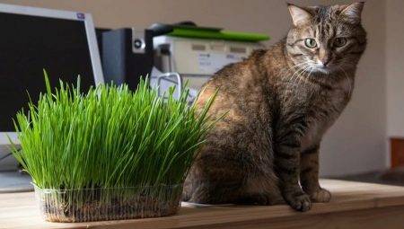 Iarbă pentru pisici: ceea ce iubesc și cum să crească?