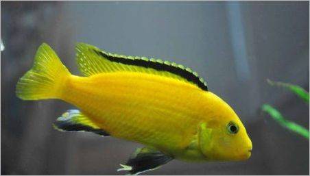 Labidochromis Bună ziua: Caracteristici, conținut și compatibilitate cu alți pești