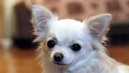 Listă de pui populare pentru Chihuahua
