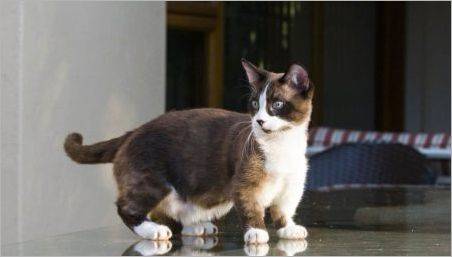 MacChin: Descrierea pisicilor, tipurilor și întreținerii