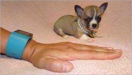 Micro Chihuahua: ce câini arată și cum să le conțină?