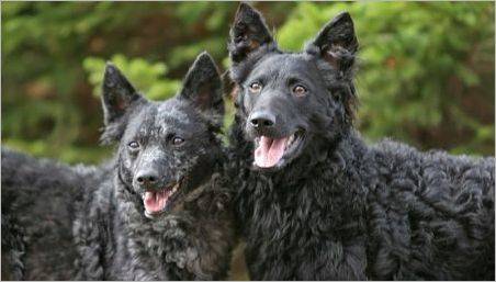 Moody: Caracteristicile de câini rasa, Caracteristici de îngrijire pentru ei