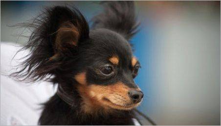 Negru rusesc Terrier Toy: Ce câini uite și cum să aibă grijă de ei?