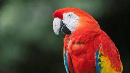 Parrot Ara: specii, reguli de conținut și reproducere