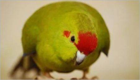 Parrot Kakarik: Descriere, specii, caracteristici de conținut și de reproducere