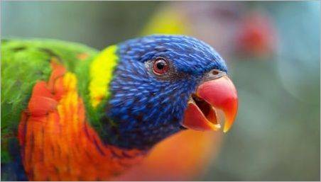 Parrot Lori: Caracteristici de specii și reguli de conținut