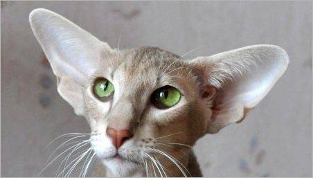 Pisici și pisici de rasă cu urechi mari