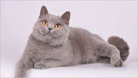 Pisici și pisici purpurii britanice: descrierea și lista de porecle