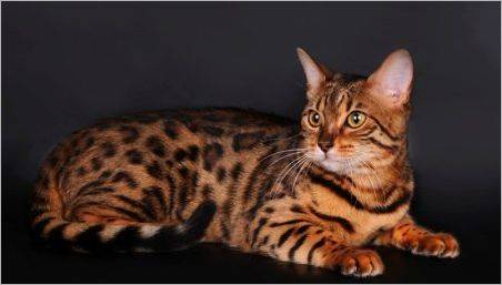pisici rasa și pisici de culoare tigru și conținutul acestora