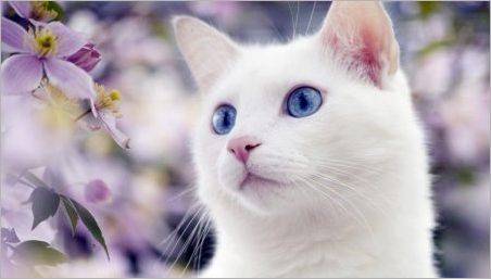 Pisicile albe cu ochi albastri: Sunt surditate pentru ei și ceea ce se întâmplă?
