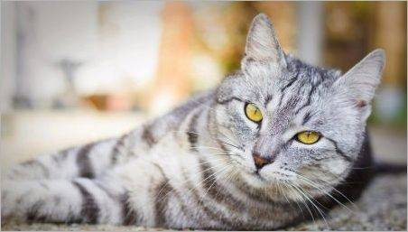 pisicile britanice cu dungi: ceea ce arata ca, cum să păstreze și apel?
