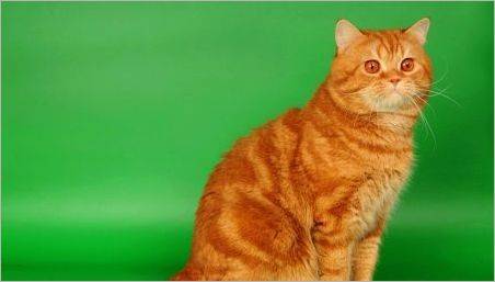 Pisicile roșii britanice: descrierea, regulile de conținut și reproducere
