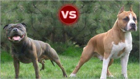 Pitbul și Staffordshire Terrier: Diferențele principale