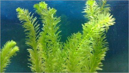 plante de acvariu Elday: cum să păstreze și îngrijire?