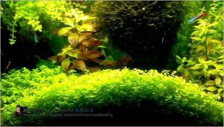 Plante de nivel de sunet în acvariu