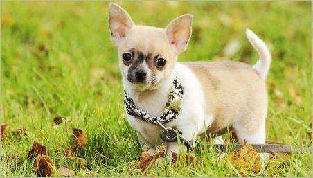 Pluses și dezavantaje ale rasei Chihuahua