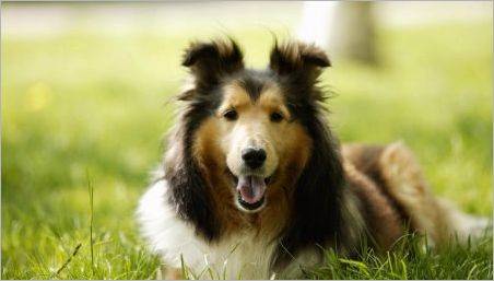 Rasa de câini cei mai sănătoși: revizuirea și sfaturile pentru alegerea
