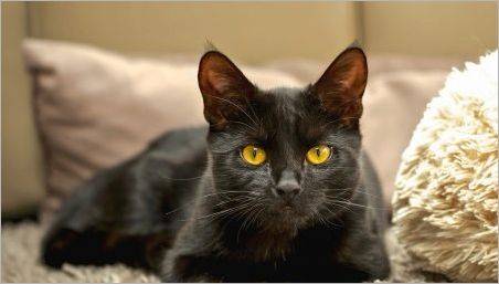 Rasele populare de pisici negre și pisici